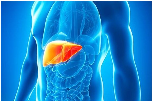 Supporting-liver-health